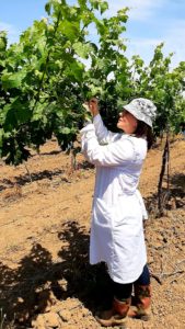 Краснодарский край готов к сертификации органической продукции