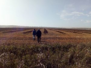 Переход на органическое сельское хозяйство осуществляется в несколько этапов