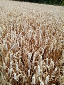 Как препарат «Восток ЭМ-1» влияет на качество выращиваемой продукции