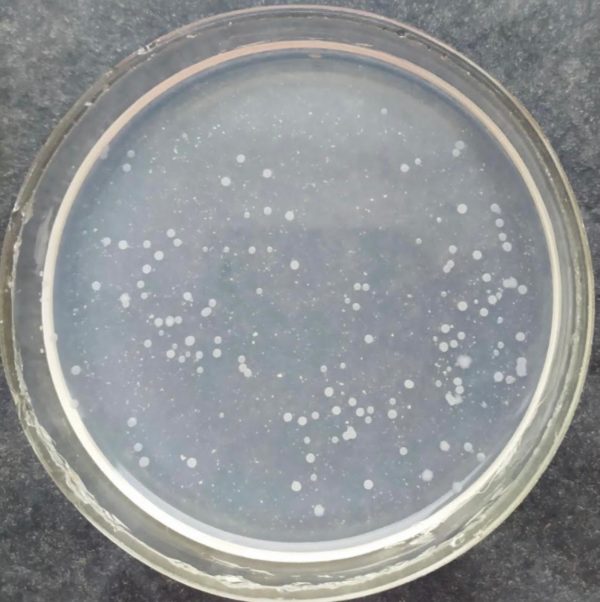 Bradyrhizobium japoniсum - азотфиксирующая клубеньковая бактерия