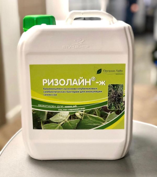 Bradyrhizobium japoniсum - азотфиксирующая клубеньковая бактерия