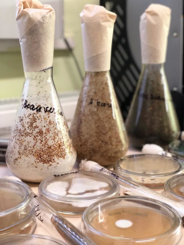 Bradyrhizobium japoniсum - азотфиксирующая клубеньковая бактерия