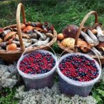 ГОСТ Р 59425-2021 «Продукция органическая из дикорастущего сырья. Правила сбора, заготовки, переработки, хранения, транспортирования и маркировки