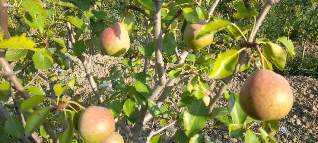 Переспективные высокопродуктивные устойчивые сорта груши с хорошими вкусовыми качествами для органического земледелия
