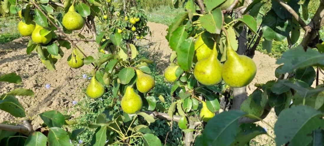 Переспективные высокопродуктивные устойчивые сорта груши с хорошими вкусовыми качествами для органического земледелия