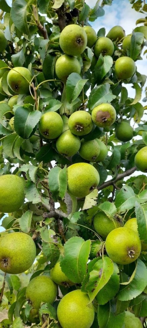 Переспективные высокопродуктивные устойчивые сорта груши с хорошими вкусовыми качествами для органического земледелия