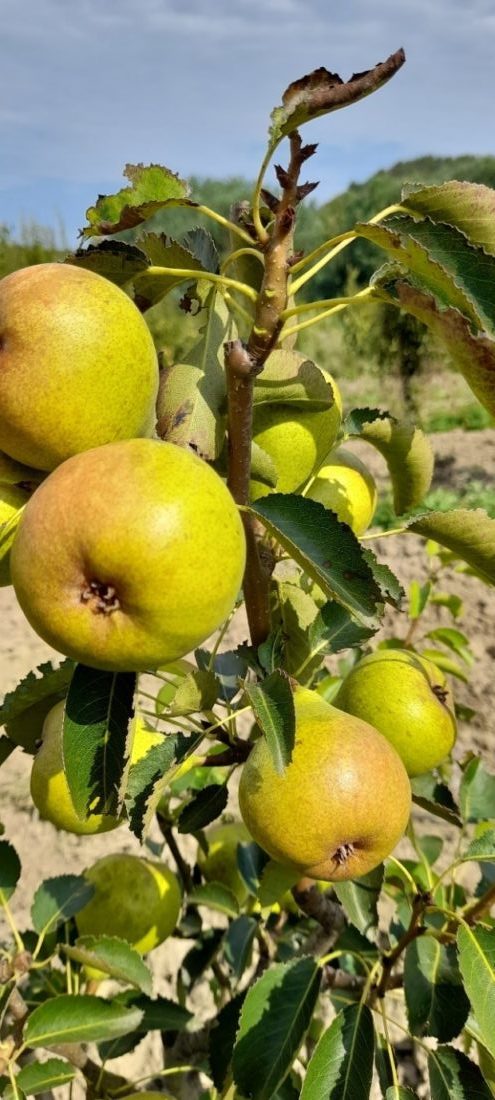 Переспективные высокопродуктивные устойчивые сорта груши с хорошими вкусовыми качествами для органического земледелия