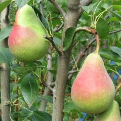 Переспективные высокопродуктивные устойчивые сорта груши с хорошими вкусовыми качествами для органического земледелия