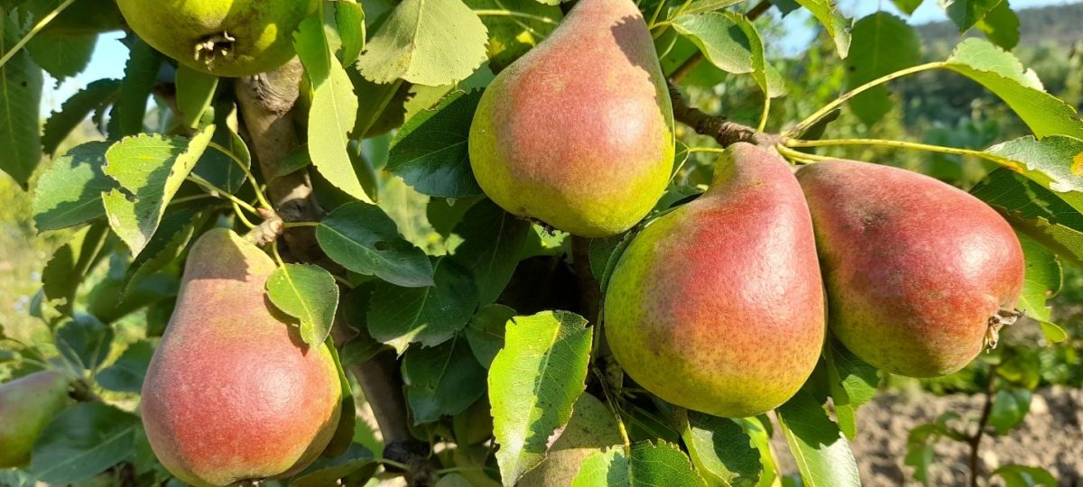 Переспективные высокопродуктивные устойчивые сорта груши с хорошими вкусовыми качествами для органического земледелия