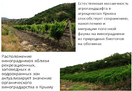 Фитосанитарная стабильность органических виноградников