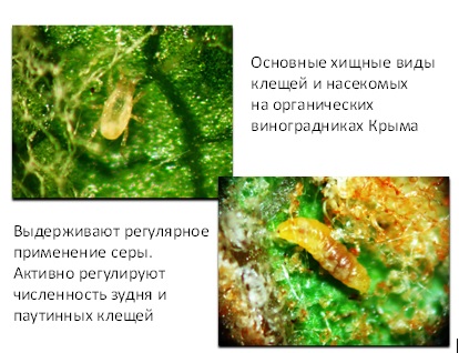 Методические рекомендации по выращиванию технических сортов винограда в системе органического сельского хозяйства на примере КФХ Д.В. Шелаев, Республика Крым