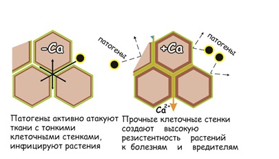 Эко Человек без ядов и нитратов