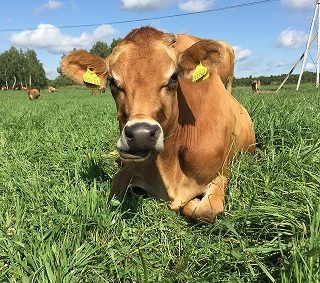 Кластер органической продукции калужская область