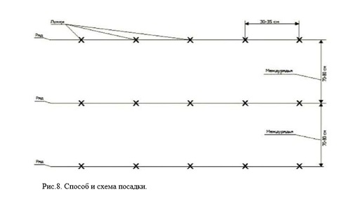 Отчет: Изучение влияния биопрепаратов на технологический процесс выращивания картофеля в условиях Приамурья