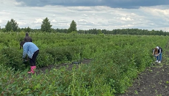 Григорьевские сады Урал органическая продукция без пестицидов гербицидов