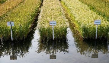 Фермеры Крымского района переходят на органическую гречиху и рис