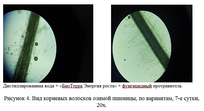 Лабораторное испытание иммуностимулятора «БиоТерра Энергия Роста»