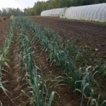 углеродный след парниковый эффект выброс парниковых газов органическое земледелие