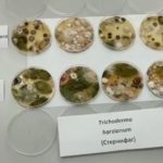 Биологическая защита подсолнечника