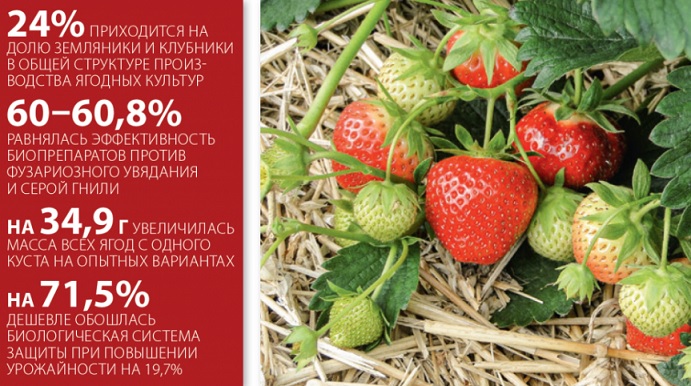 Биопрепараты для защиты клубники — опыт Краснодарского края