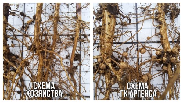 Почему так важна дополнительная инокуляция бобовых растений?