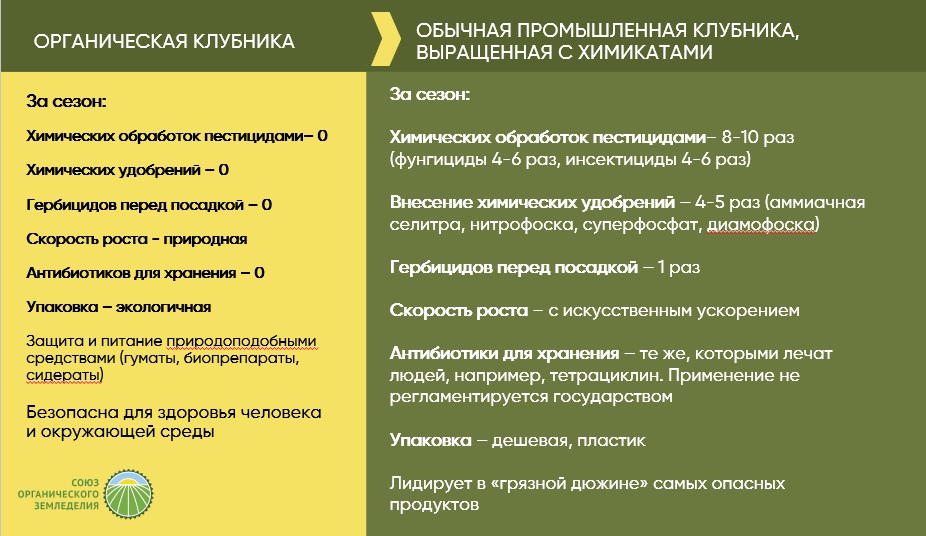 Разница органической и промышленной клубники, выращенной на агрохимии. Чем опасна химизированная и чем полезна органическая