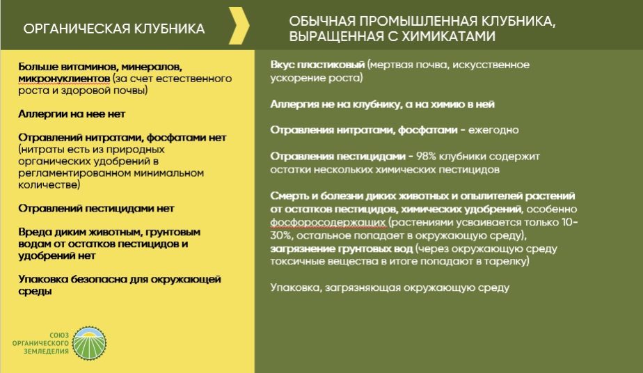 Разница органической и промышленной клубники, выращенной на агрохимии. Чем опасна химизированная и чем полезна органическая
