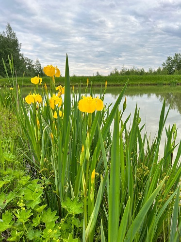 6 августа пройдет практический семинар по пермакультуре в Миродолье