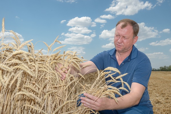 Как борются с фузариозом колосовых и сахарной свёклы в «ДВВ-Агро»