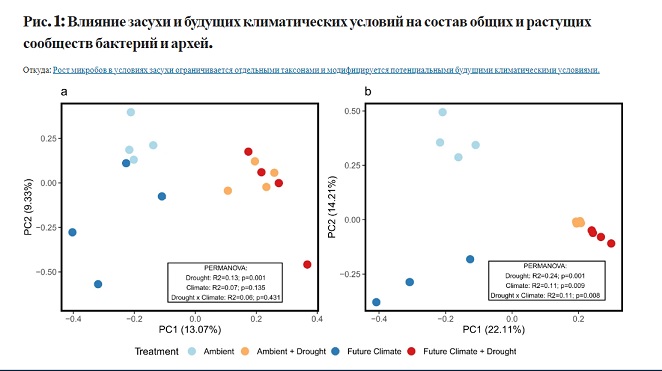 Исследование показывает, что бактерии в почве могут противостоять периодам засухи