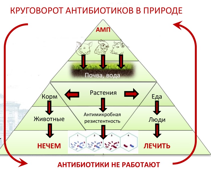 Антибиотикорезистентность – угроза человечеству
