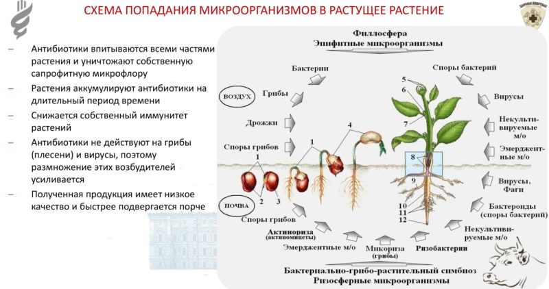 Антибиотикорезистентность – угроза человечеству