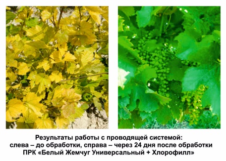 Лоза – секрет симфонии вина
