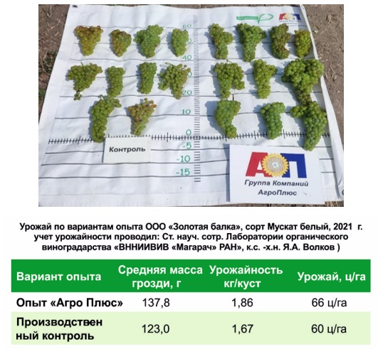Лоза – секрет симфонии вина