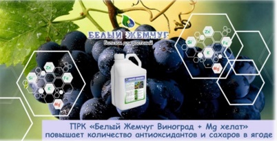 Лоза – секрет симфонии вина