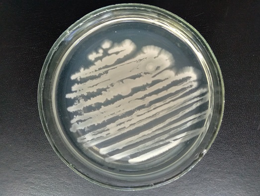 Культура бактерий Bacillus thuringiensis в чашке Петри