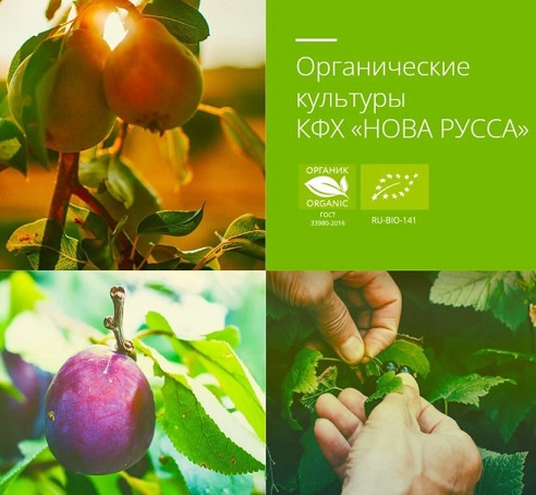 КФХ Нова Русса получило звание народного органического бренда