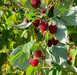 КФХ Тарасова М.В. начинает продажу органических саженцев малины и ежевики на 2024/2025 год