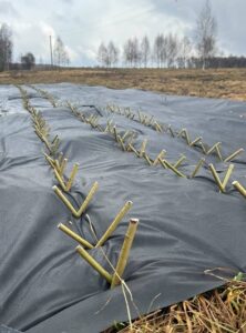 Ягодная ферма "Душистый луг" начинает сезон с посадки живой изгороди из ивы