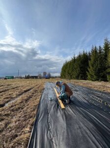 Ягодная ферма "Душистый луг" начинает сезон с посадки живой изгороди из ивы