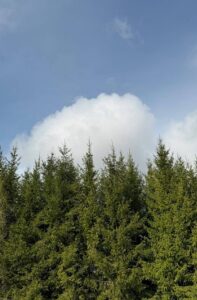 Ягодная ферма "Душистый луг" начинает сезон с посадки живой изгороди из ивы