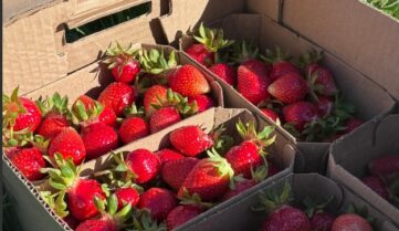 В России выдан 800-й сертификат на органическую продукцию