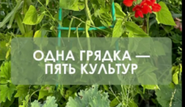 Смотрим как работают смешанные посадки в пермакультуре