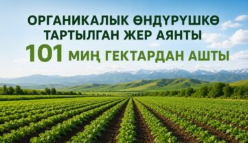 Площадь органического производства в Кыргызстане превысила 101 тысяч га