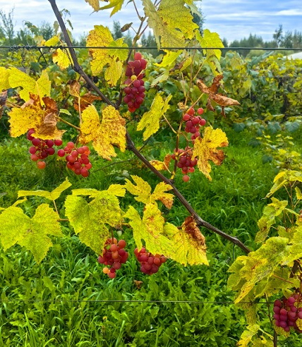 Усадьба "Кулаково" предлагает к реализации виноград, выращенный по органической агротехнологии