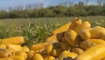 Качественный органический урожай начинается с качественного семени!